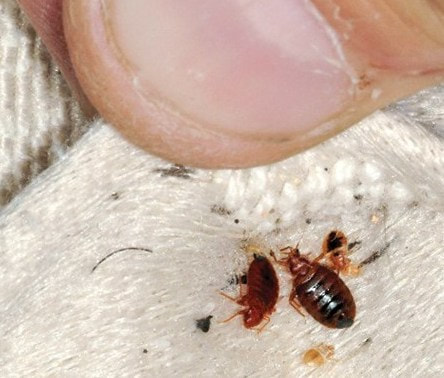 Bed Bug Treatment Chicago Services